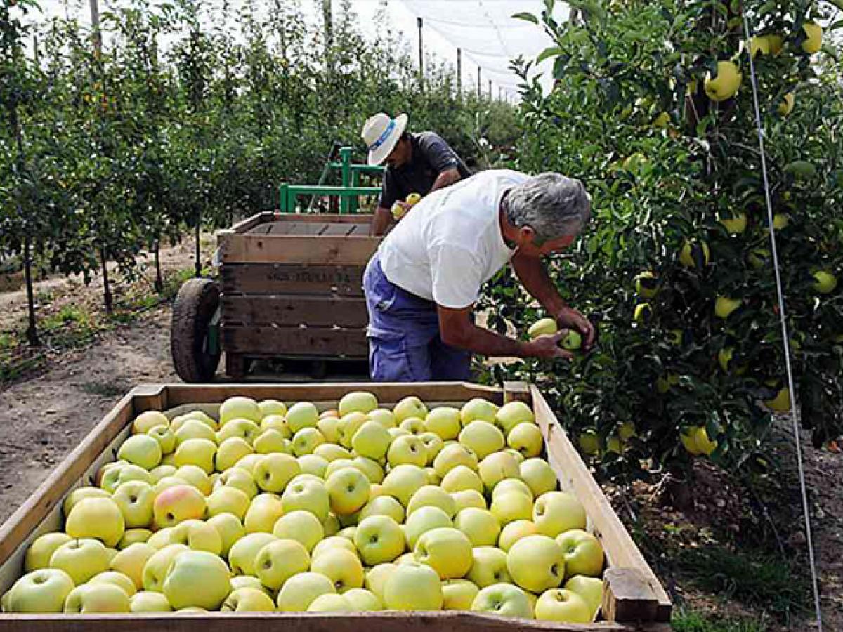 Trabajadores agrícolas