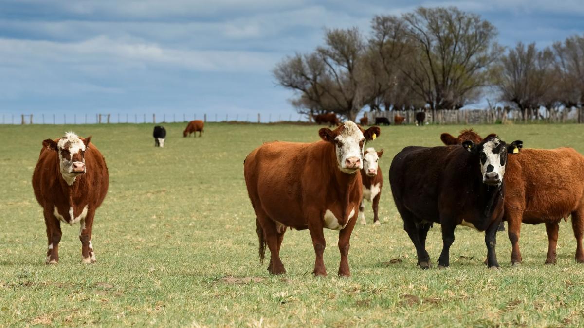 Vacas, actividades agropecuarias