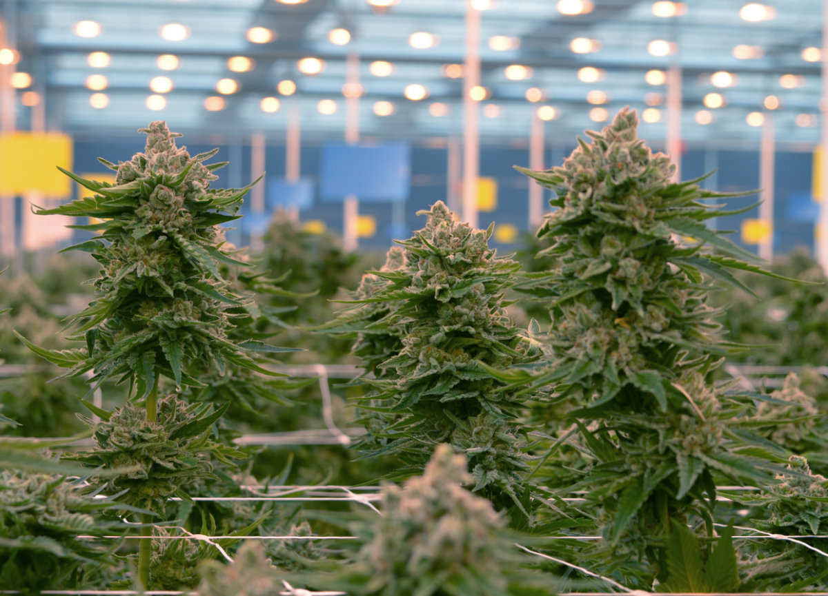 Invernadero de Ondara